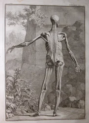 Musculature (Albinus I, Pl. VII)